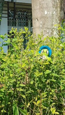 20241018龜寶外拍_蝴蝶園