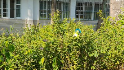 20241018龜寶外拍_蝴蝶園