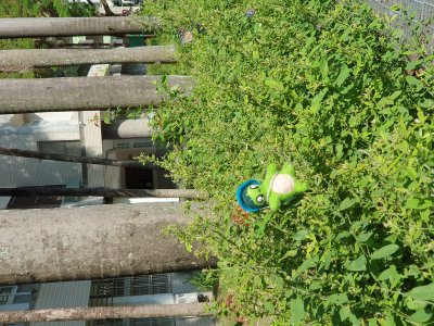 20241018龜寶外拍_蝴蝶園